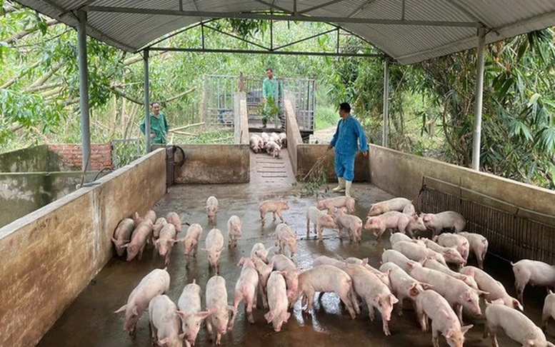 Nhiều khó khăn trong kiểm soát dịch tả lợn châu Phi