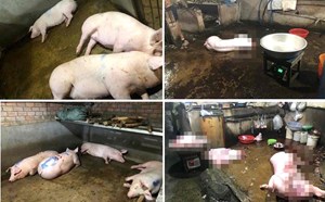 Lập hồ sơ vi phạm 3 lò mổ heo lậu xả chất thải nội tạng xuống suối ở Đồng Nai