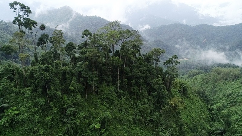 Huế thành lập Khu Dự trữ thiên nhiên Phong Điền, bảo vệ hệ sinh thái quý hiếm