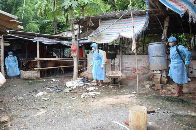 Chuồng trại tan hoang, nhiều hộ chăn nuôi ở Sơn La lao đao vì dịch tả lợn châu Phi