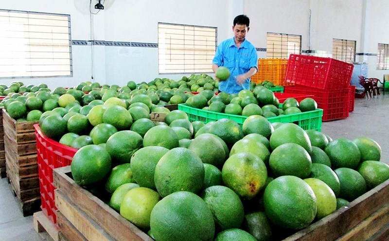 Xuất khẩu rau quả sang thị trường châu Âu duy trì tăng trưởng