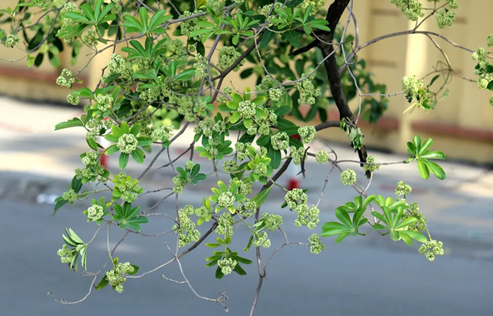 Không khí lạnh có thể đến sớm