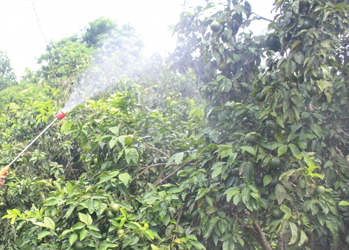 Ngăn chặn, xử lý nghiêm vi phạm về dư lượng hóa chất