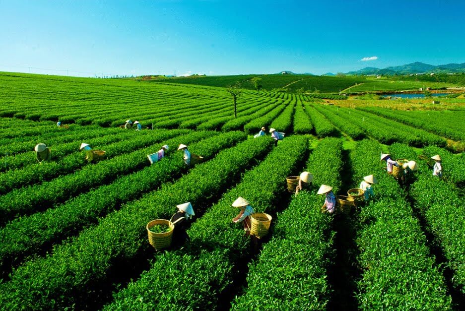 Lào Cai: Kinh tế tập thể tạo dấu ấn mới cho vùng nông thôn