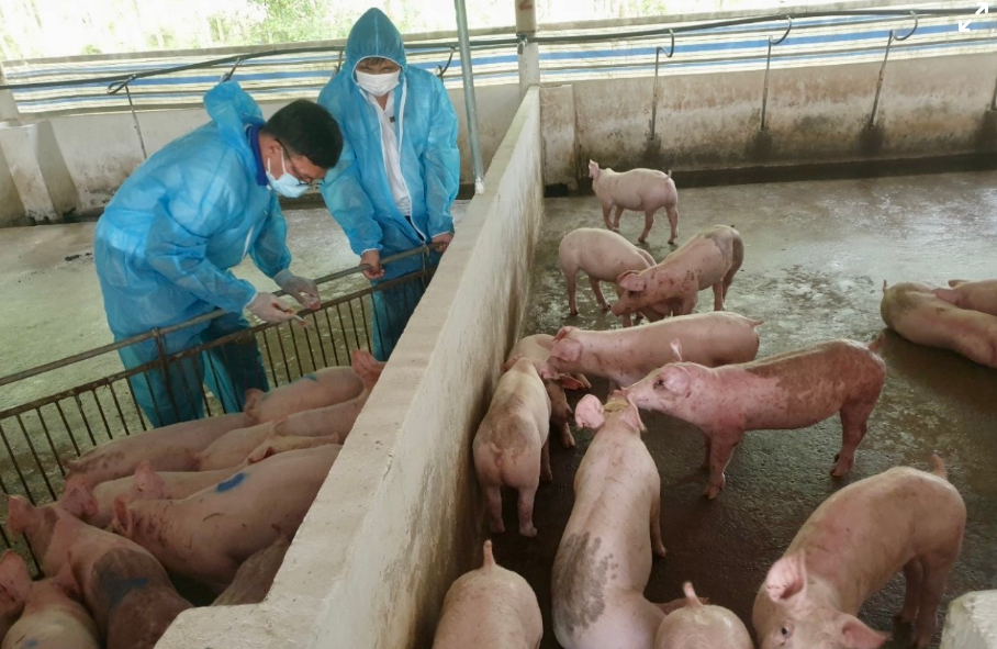 Tây Ninh: Chủ động ứng phó dịch bệnh, bảo vệ đàn gia súc, gia cầm