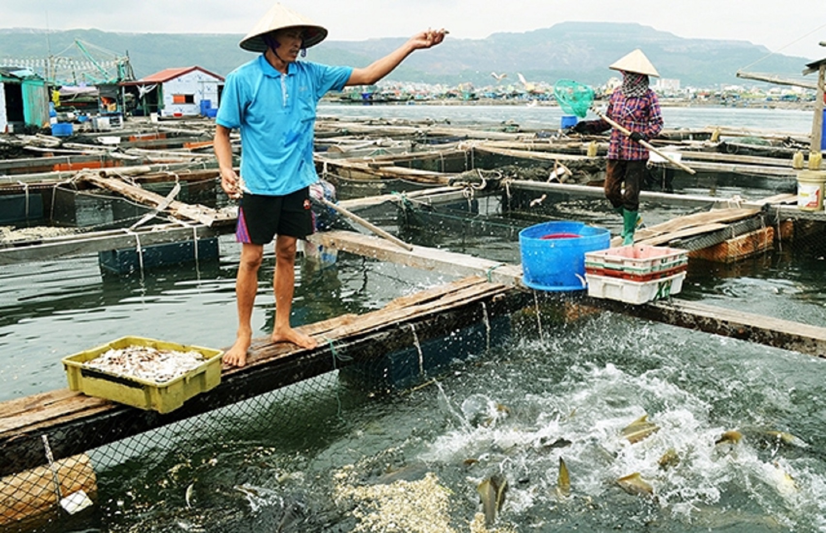 Đa dạng hoá thuỷ sản nuôi trồng, tạo sự phát triển đột phá