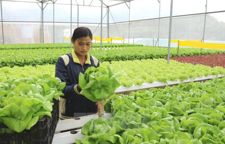 TP. HCM: Tăng tốc chuyển đổi số trong sản xuất nông nghiệp