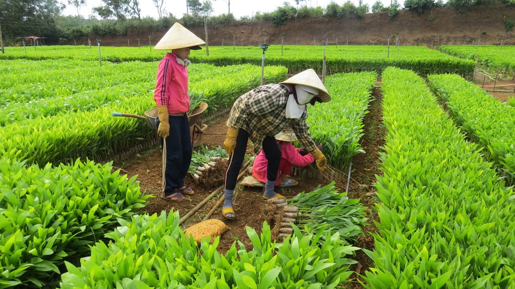 Thái Nguyên đặt mục tiêu duy trì tỷ lệ che phủ rừng từ 60% trở lên
