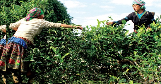 Phát triển thương hiệu chè shan tuyết, tạo sinh kế cho đồng bào dân tộc ở Lai Châu