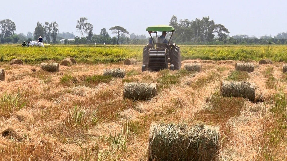 Nông dân Quảng Trị tăng thu nhập từ việc bán rơm rạ
