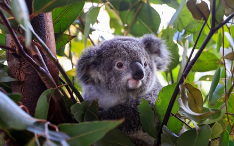 Australia ứng dụng thiết bị bay không người lái giám sát động vật hoang dã
