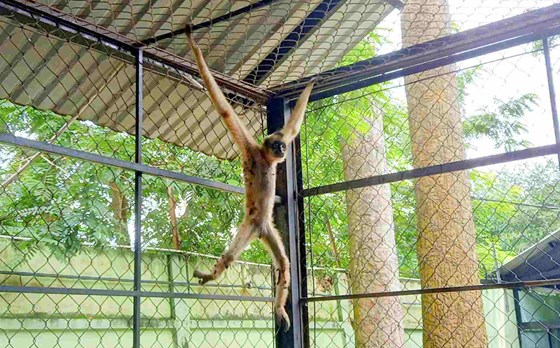 Người dân TPHCM tự nguyện giao nộp vượn má vàng quý hiếm
