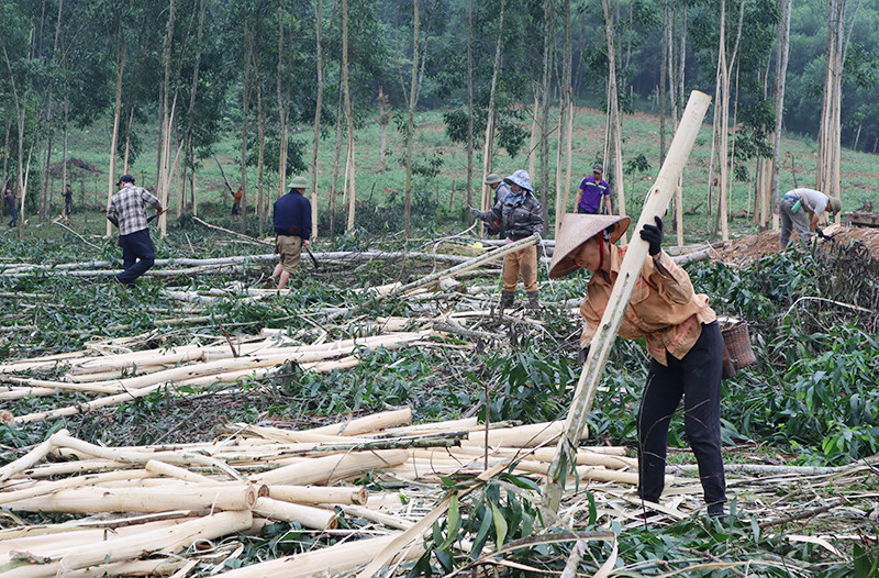Phát triển kinh tế rừng, hướng đi chủ lực của người dân Tuyên Quang