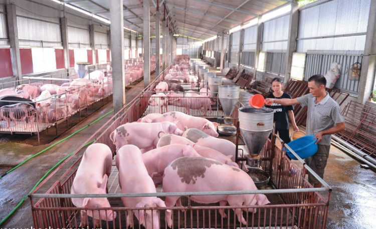 Nghệ An: Dịch tả lợn châu Phi được kiểm soát