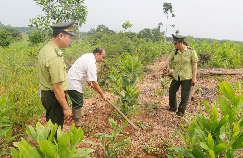 Gia Lai: Tăng cường bảo vệ, mở rộng diện tích trồng rừng