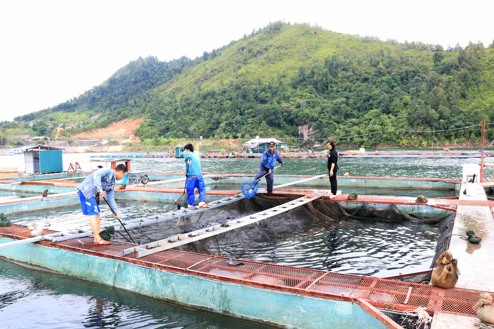 Sơn La: Tận dụng lợi thế lòng hồ, tạo sinh kế cho người dân