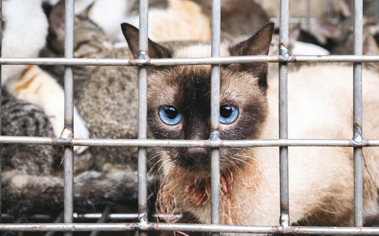 Hà Nội tăng cường phòng bệnh dại và hỗ trợ chuyển đổi hoạt động buôn bán thịt chó mèo