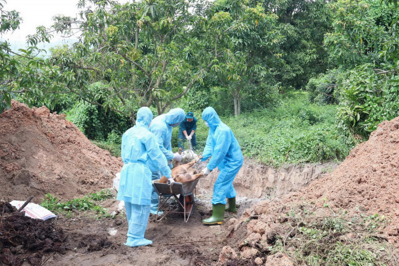 Khánh Hòa: Tăng cường giám sát, ngăn chặn dịch bệnh lây lan trên đàn gia súc, gia cầm