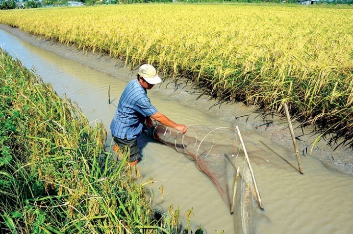 An Giang nhân rộng mô hình sản xuất lúa-tôm