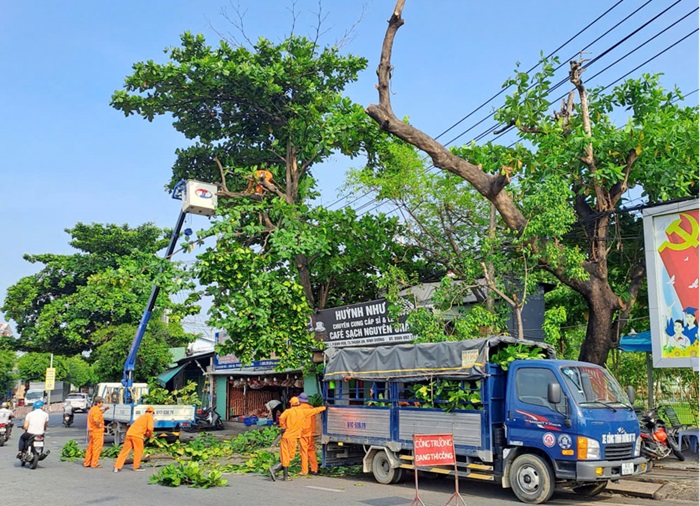 Quy định các trường hợp chặt hạ, dịch chuyển cây xanh được miễn giấy phép
