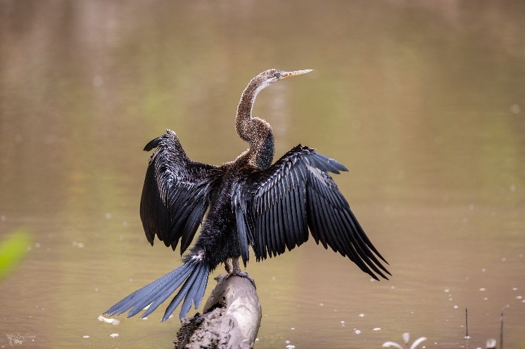 Đồng Tháp: Người dân tự nguyện bàn giao chim cổ rắn quý hiếm