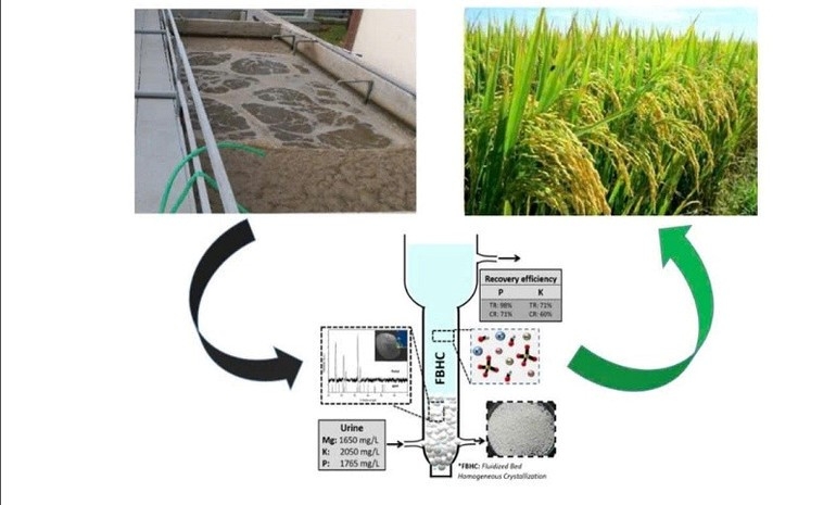 Công nghệ tiên tiến thu hồi phân bón Struvite chất lượng cao từ nước thải chăn nuôi lợn