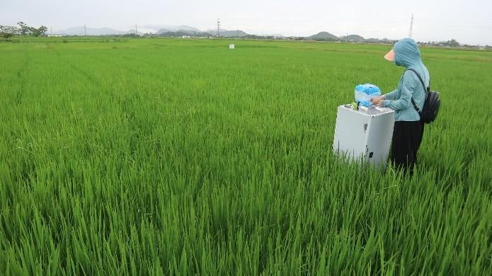 Lào Cai ứng dụng công nghệ tưới giảm phát thải trong canh tác lúa