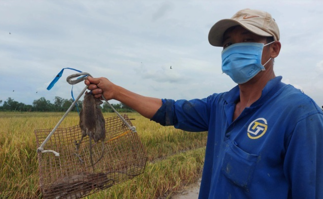 Tăng cường diệt chuột, bảo vệ sản xuất nông nghiệp