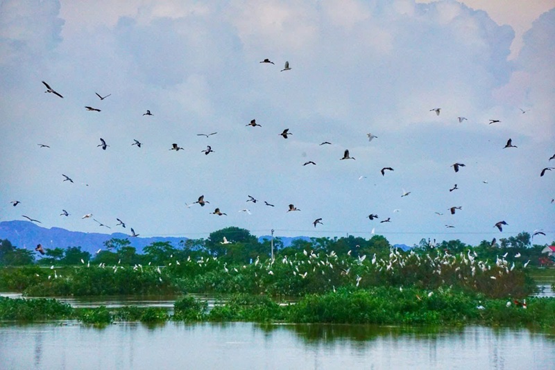 Ninh Bình: Người dân chung tay bảo vệ các loài chim hoang dã, chim di cư