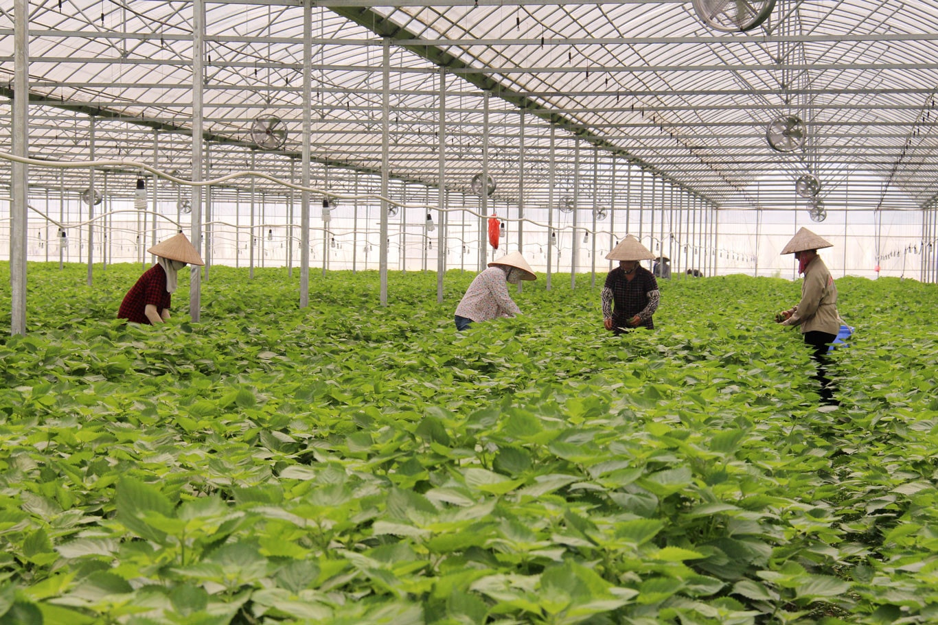 Bắc Ninh ứng dụng công nghệ cao phát triển nền nông nghiệp hiện đại