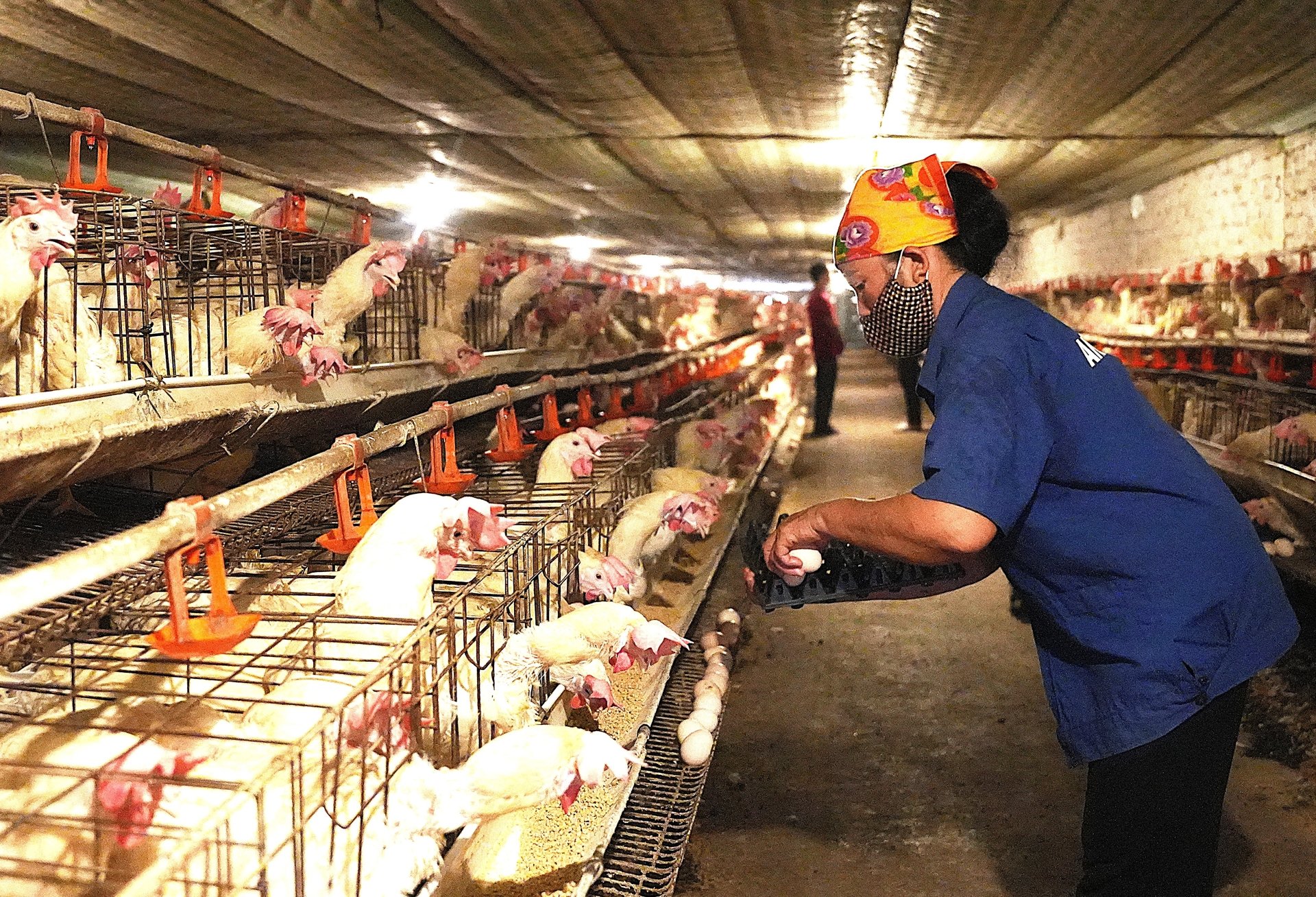 Tăng cường giám sát, phòng chống dịch bệnh trên đàn vật nuôi