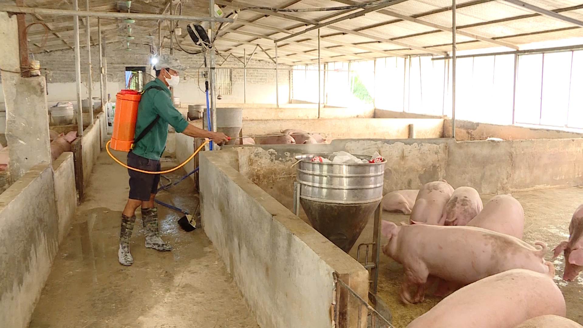 Khánh Hòa: Ngăn chặn nguy cơ bùng phát dịch bệnh trên đàn gia súc, gia cầm