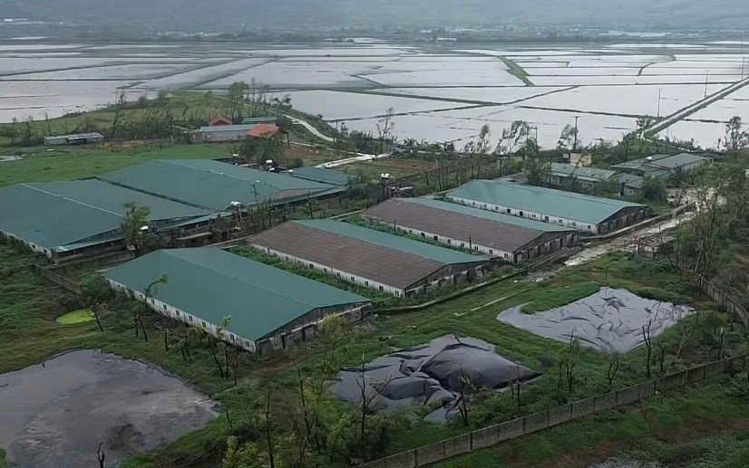 Cuộc sống người dân thôn Hồng Mỹ bị ảnh hưởng do chất thải từ trang trại chăn nuôi