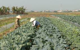 Kế hoạch triển khai Đề án sản xuất giảm phát thải trong lĩnh vực trồng trọt