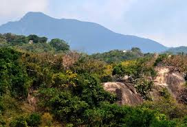 Mã số định danh lô rừng - giải pháp thương mại hóa tín chỉ carbon