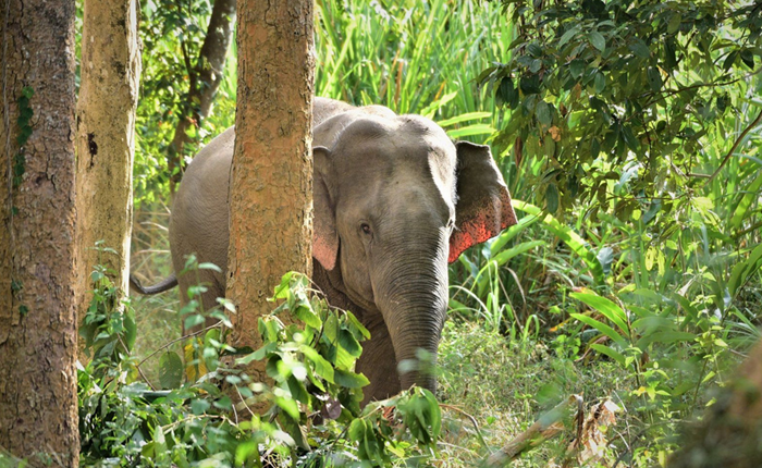 Bảo tồn voi giai đoạn 2015-2025: Quần thể voi phục hồi rõ rệt, xung đột giảm mạnh