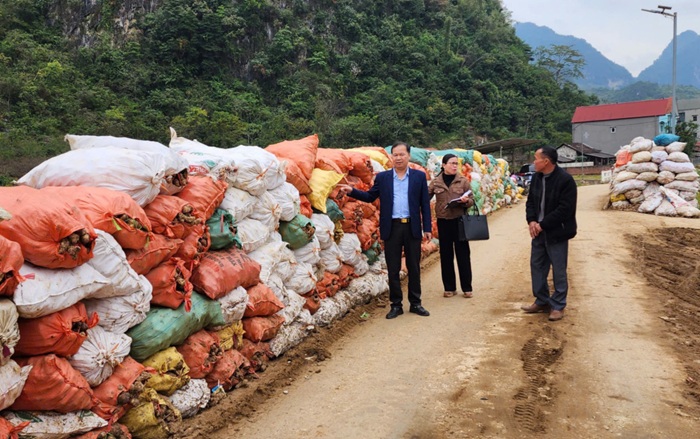 Bảo đảm ổn định sản xuất, thị trường tiêu thụ dong riềng