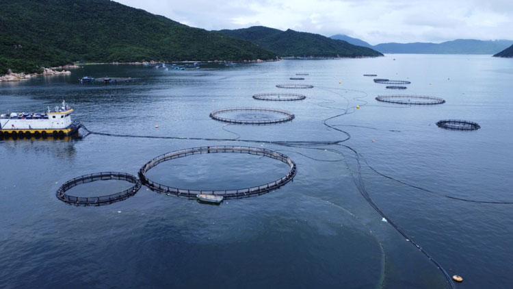 Triển khai đồng bộ giải pháp thích ứng môi trường trong nuôi trồng thuỷ sản