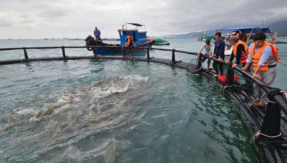 Quảng Ninh: Ứng dụng công nghệ lồng HDPE trong nuôi trồng thuỷ sản