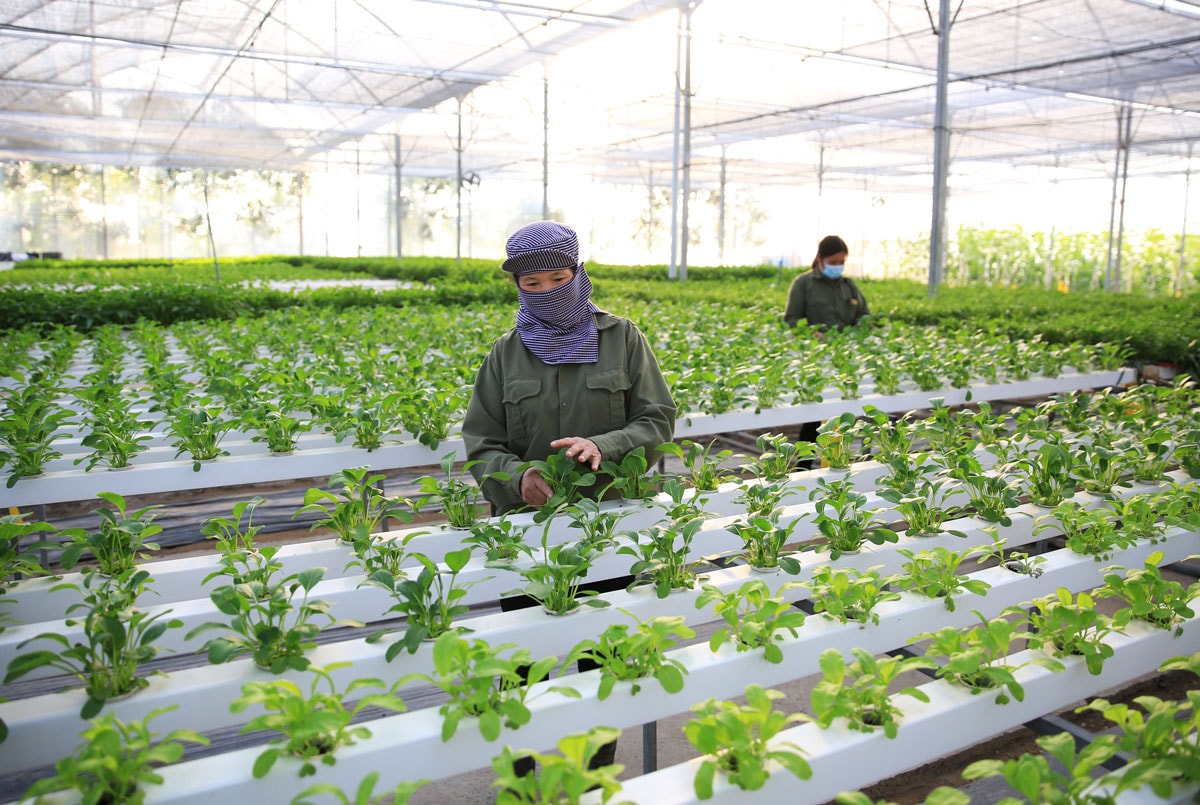 Nghệ An: Bảo đảm nguồn thực phẩm sạch, an toàn