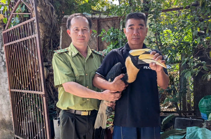 TP.HCM: Người dân tự nguyện giao nộp chim hồng hoàng quý hiếm