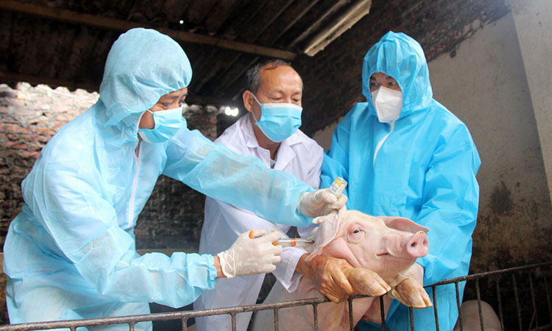 Cần Thơ: Tập trung phòng, chống dịch bệnh gia súc, gia cầm