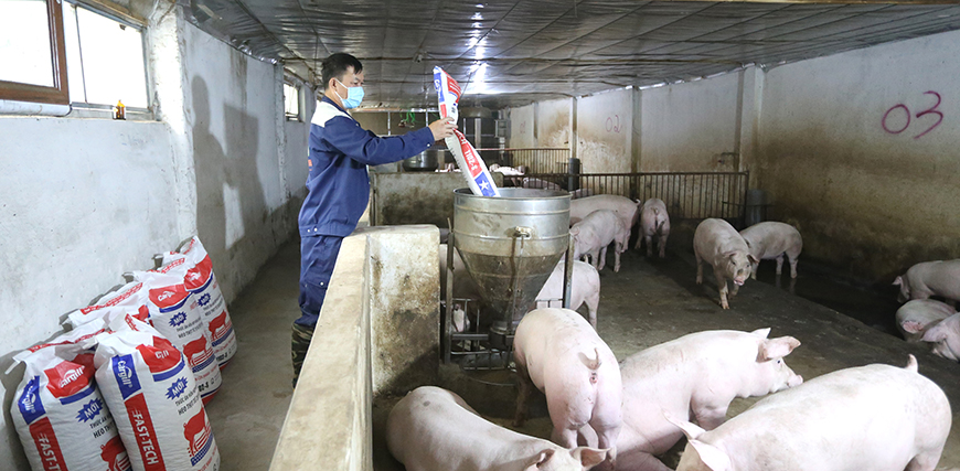 Tái đàn - bảo đảm nguồn cung thực phẩm Tết