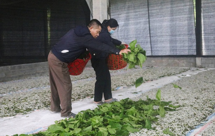 Mô hình trồng dâu, nuôi tằm mang lại hiệu quả kinh tế cao