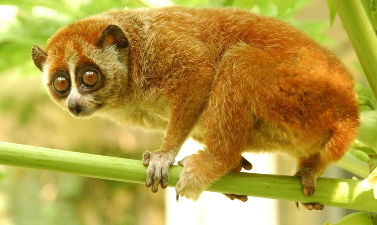 Đắk Lắk: Người dân tự nguyện giao nộp cá thể Cu li quý hiếm