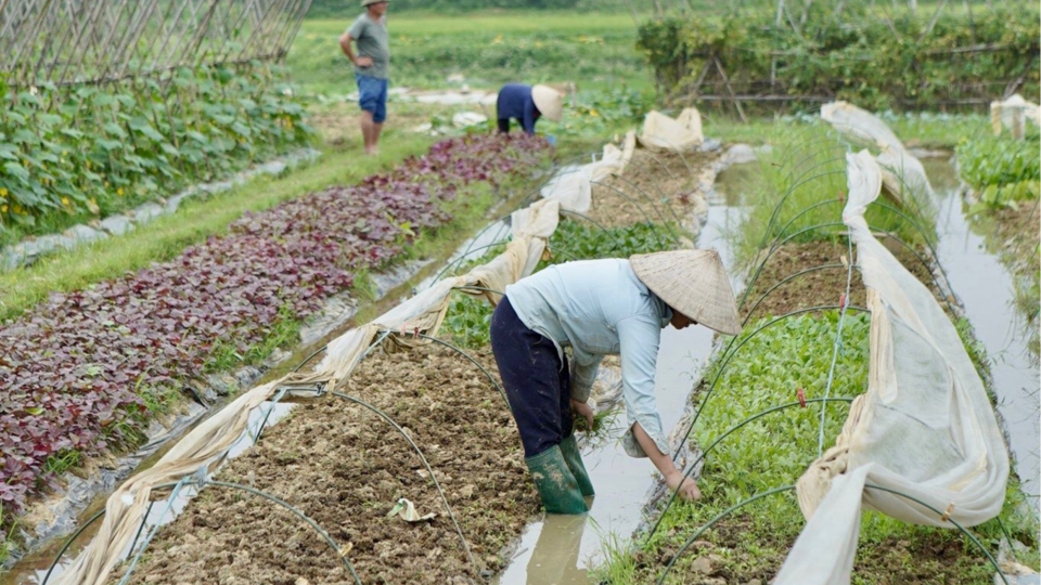 Bắc Ninh quy định đơn giá bồi thường cây trồng, vật nuôi khi Nhà nước thu hồi đất 