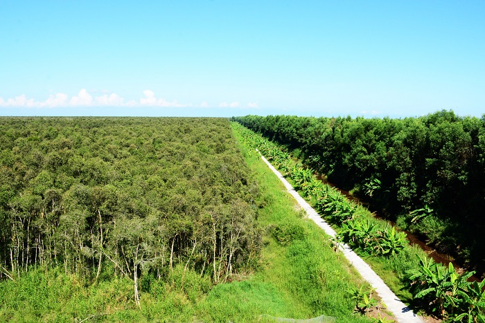 Cà Mau khoanh vùng trọng điểm, sẵn sàng ứng phó nguy cơ cháy rừng