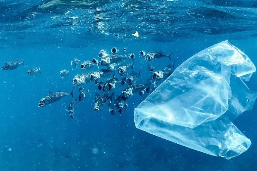 Tác động của vi nhựa tới sức khoẻ con người và hệ sinh thái