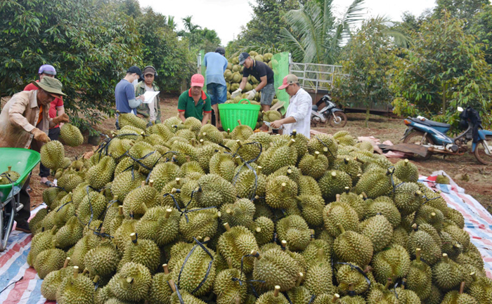 Truy xuất nguồn gốc: Cơ hội nâng cao giá trị cho sầu riêng và các loại nông sản khác