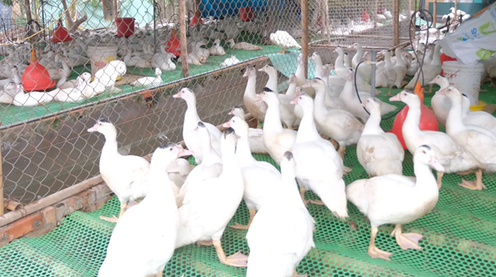 Những loài động vật nào bắt buộc phải kiểm dịch và miễn kiểm dịch?